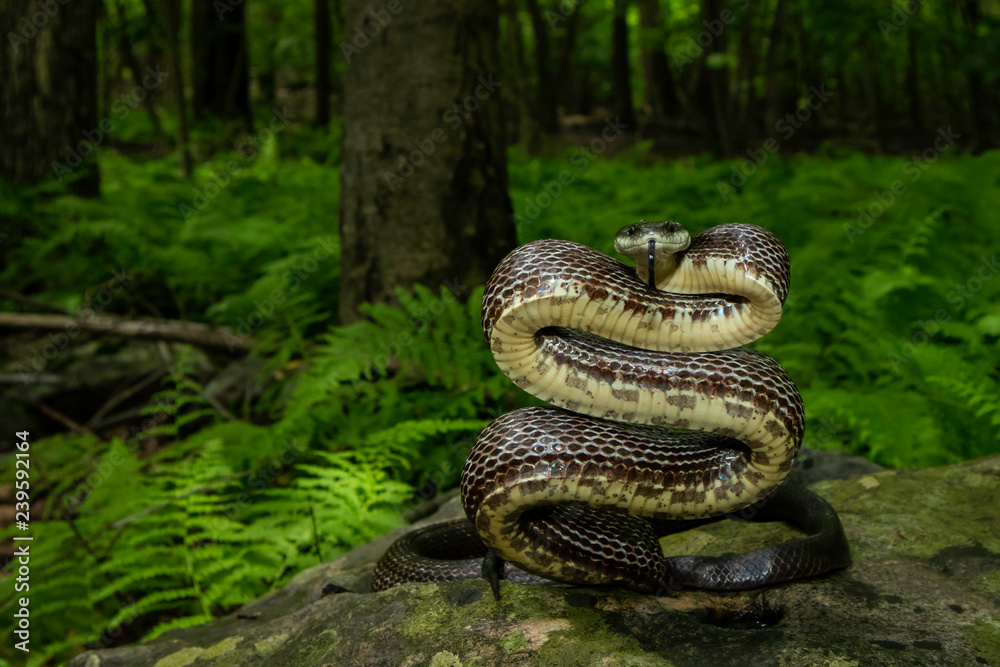 Eastern rat snake about to strike - Pantherophis alleghaniensis Eastern rat snake about to strike - Pantherophis alleghaniensis