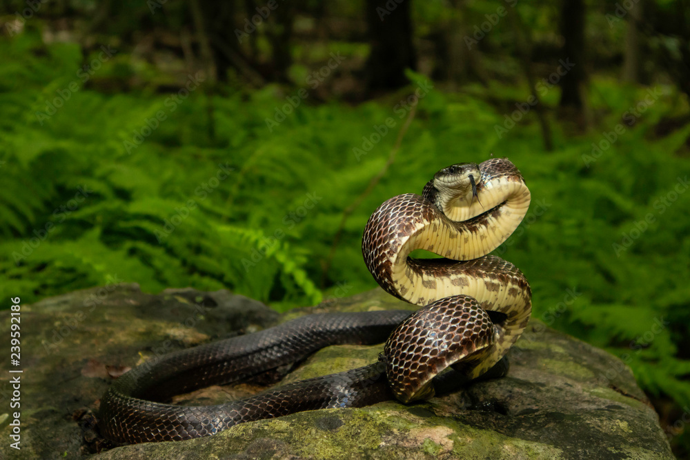 Fototapeta premium Eastern rat snake about to strike - Pantherophis alleghaniensis