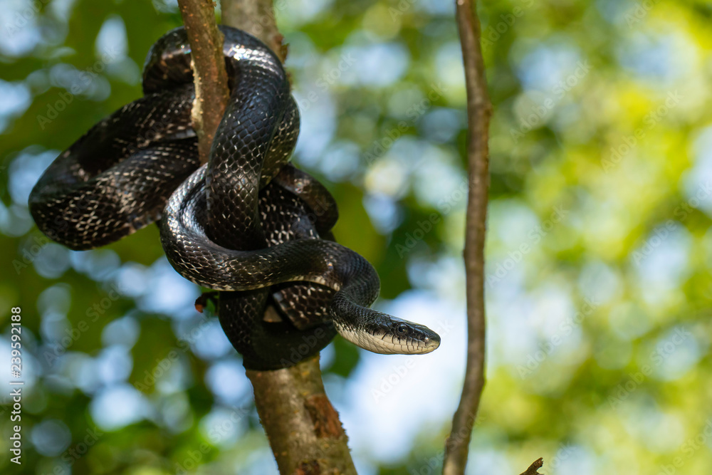 Eastern rat snake wrapped around a branch - Pantherophis alleghaniensis Eastern rat snake wrapped around a branch - Pantherophis alleghaniensis