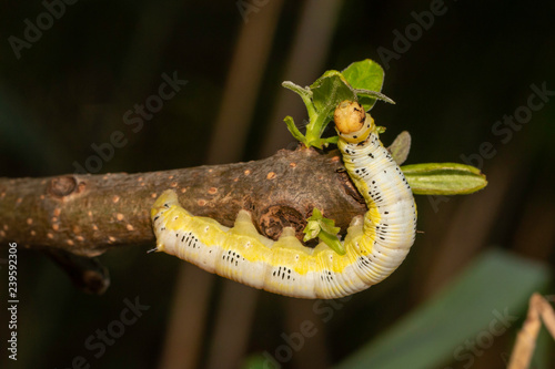 Catalpa sphinx caterpillar - Ceratomia catalpae photo