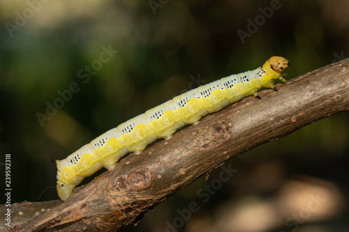 Catalpa sphinx caterpillar - Ceratomia catalpae photo