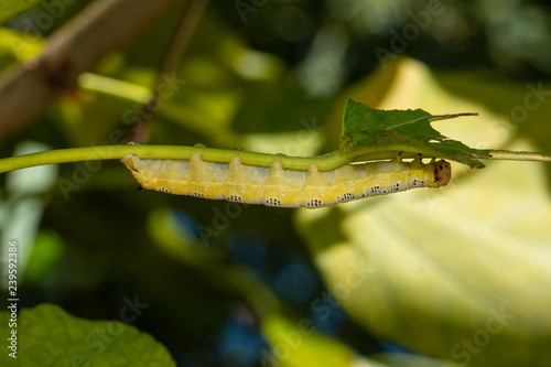Catalpa sphinx caterpillar - Ceratomia catalpae photo