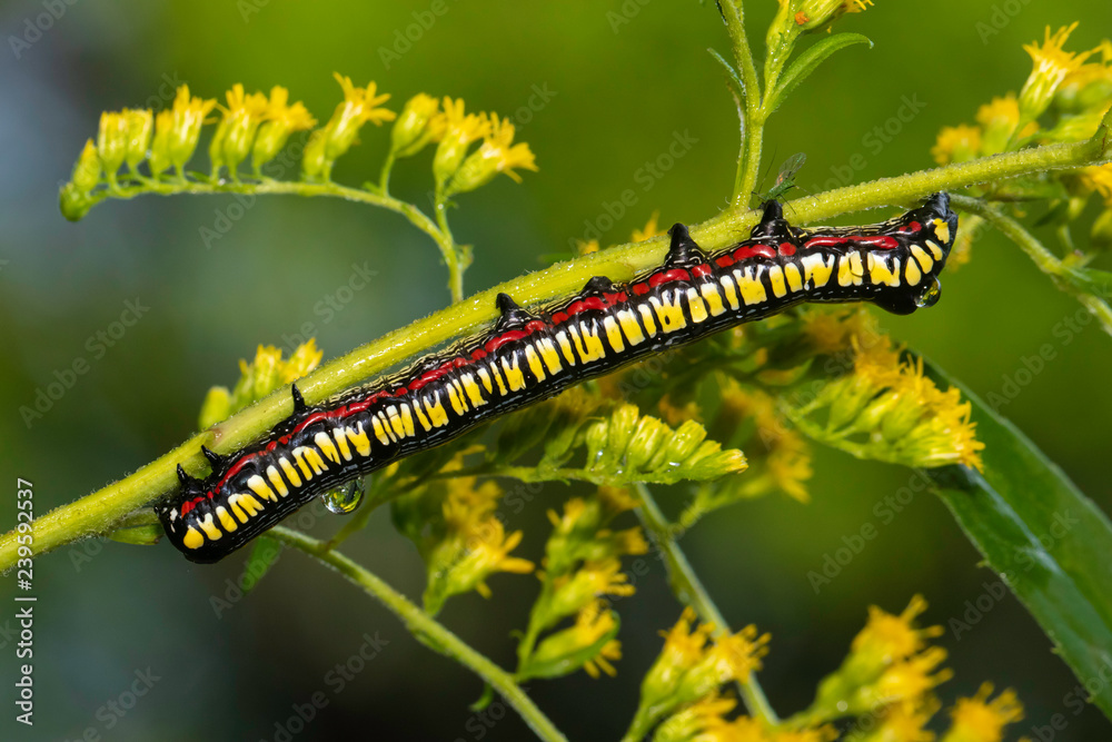 Fototapeta premium Brown-hooded owlet caterpillar - Cucullia convexipennis