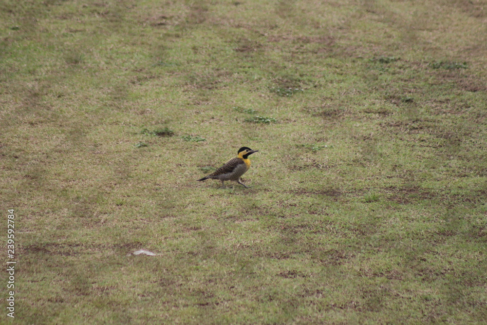 Colaptes campestris/campo flicker walking on a soccer field Colaptes campestris/campo flicker walking on a soccer field
