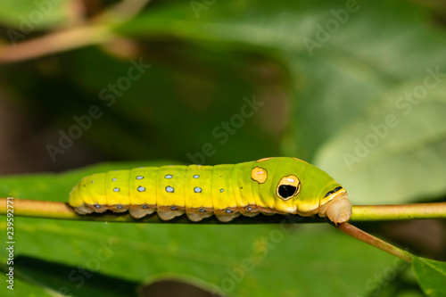 Spicebush swallowtail caterpillar mimicking a green snake - Papilio troilus