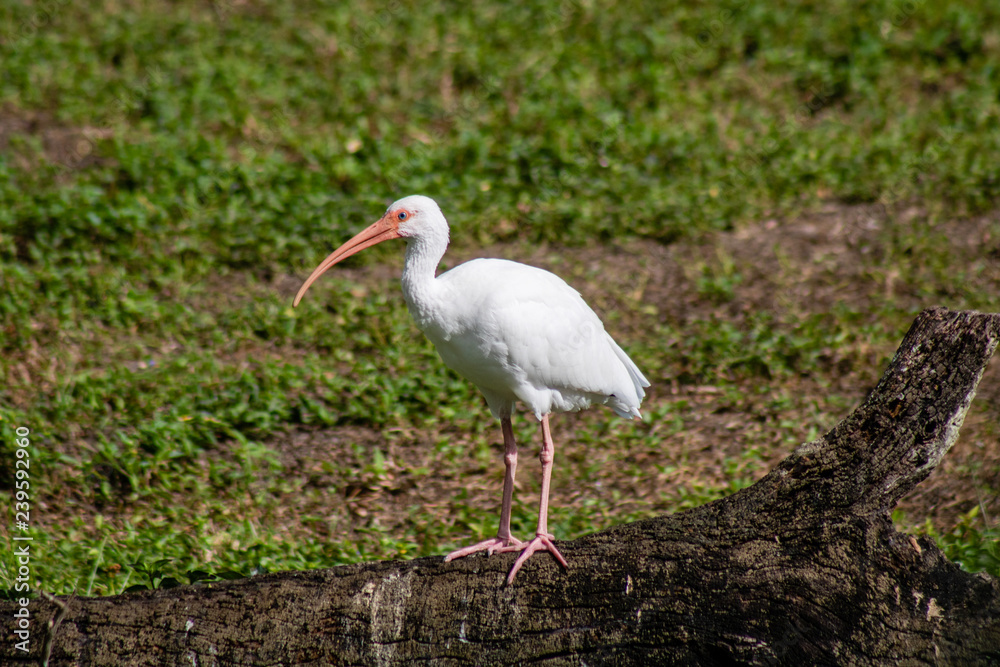 White ibis White ibis