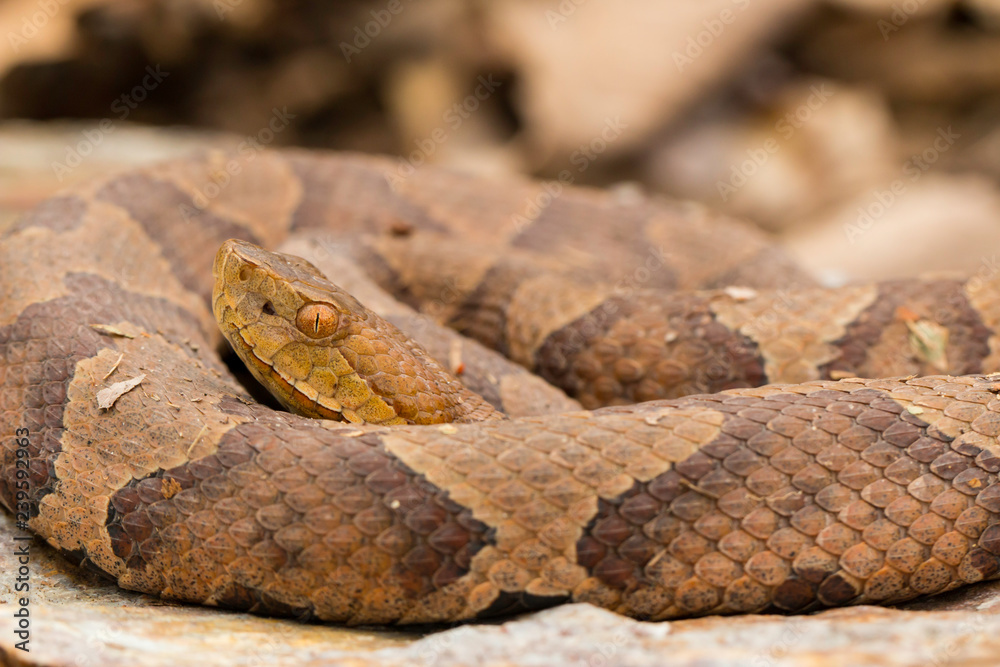 Northern Copperhead Close Up - Agkistrodon Contortrix Mokasen Stock ...