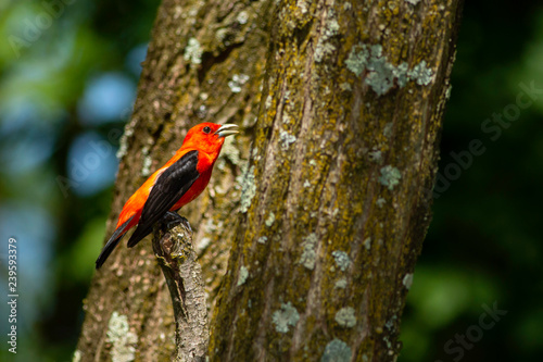 Scarlet tanager - Piranga olivacea