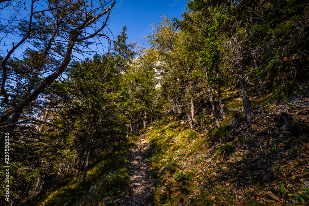 Fototapeta premium Grassy path through pine forest from top of Stadelwand to Schneeberg, Alpen, lower Austria