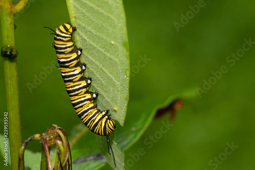 Monarch butterfly caterpillar feeeding on milkweed - Danaus plexippus