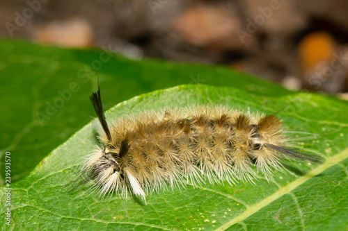 Banded tussock moth caterpillar - Halysidota tessellaris photo