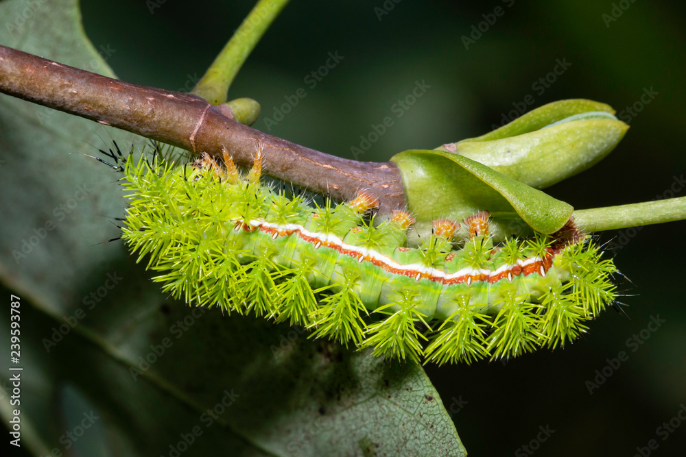 Naklejka premium IO moth caterpillar - Automeris io