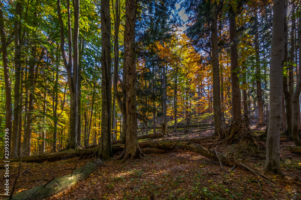 Obraz premium Autumn brown and yellow forest full on fallen leaves and with lightrays on the way up to Stadelwand summit, Schneeberg, Alpen, lower Austria