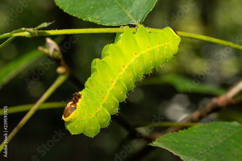 Luna moth caterpillar - Actias luna