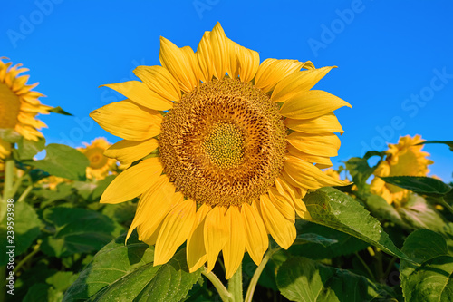 Fototapeta Naklejka Na Ścianę i Meble -  Sunflower on the Background of a Sky