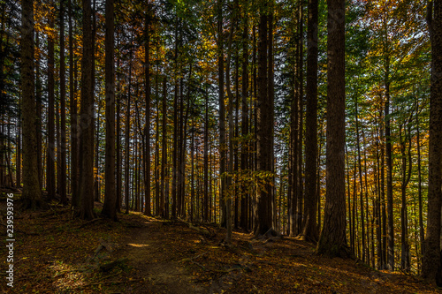 Path in autumn brown and yellow forest full on fallen leaves and with lightrays on the way up to Stadelwand summit  Schneeberg  Alpen  lower Austria