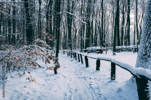 Fototapeta Naklejka Na Ścianę i Meble -  winter path