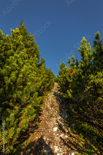 Grassy path through small pine forest from top of Stadelwand to Schneeberg, Alpen, lower Austria