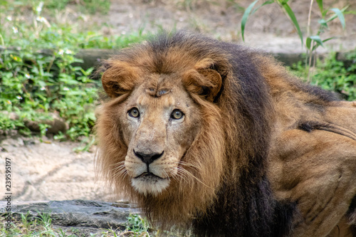Large male lion © Suzanna