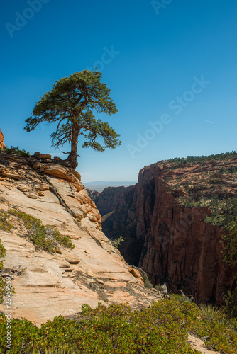 Lone pine tree on the edge of a cliff; Southern utah desert