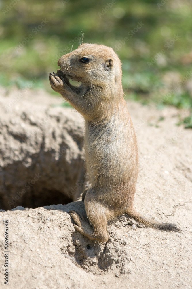 The European ground squirrel (Spermophilus citellus), also known as the European souslik.