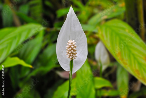 Pureza blanca