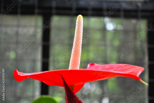 Naturaleza aislada
