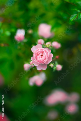 Pink rose from above with g...