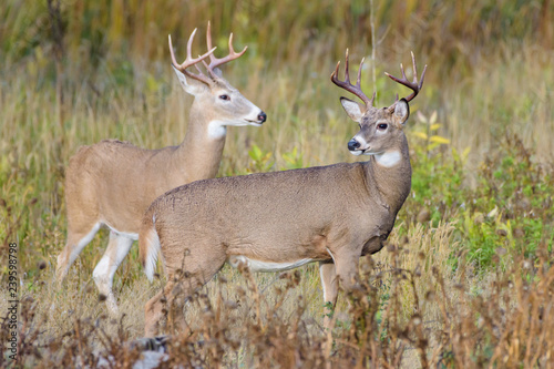 White-tailed Deer Bucks On The Move. Wild Deer on the High Plains of Colorado