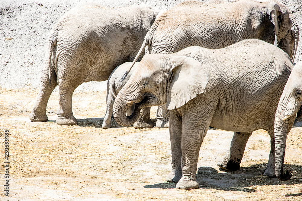 Fototapeta premium elefante
