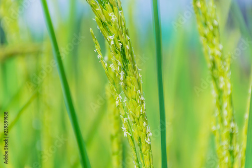 The soft blurred and soft focus of surface texture pollen of paddy rice, rice paddy flower reproductive stage.