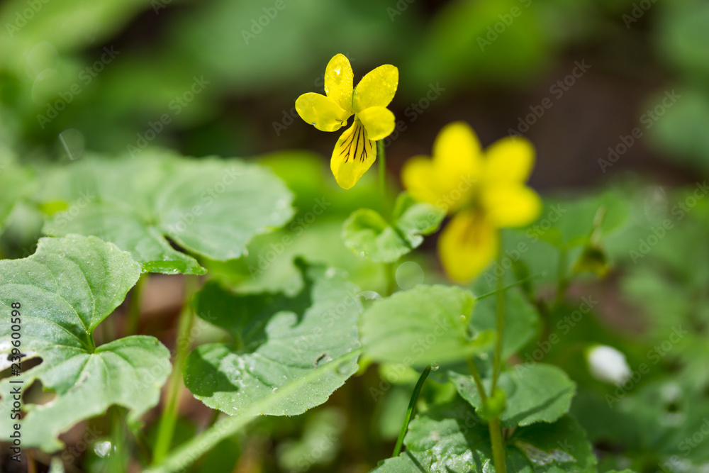 Yellow Wild Violet Flowers in a Spring Forest in Austria Yellow Wild Violet Flowers in a Spring Forest in Austria
