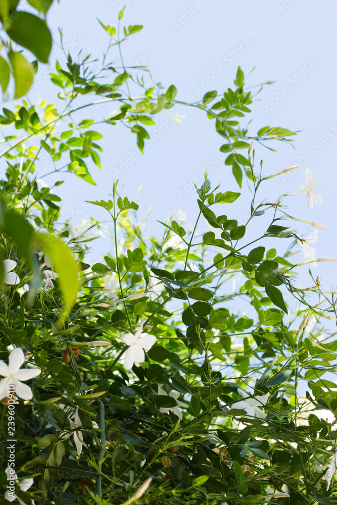 Lovely Jasmine Flowers and Soft Blue Sky in Summer Lovely Jasmine Flowers and Soft Blue Sky in Summer