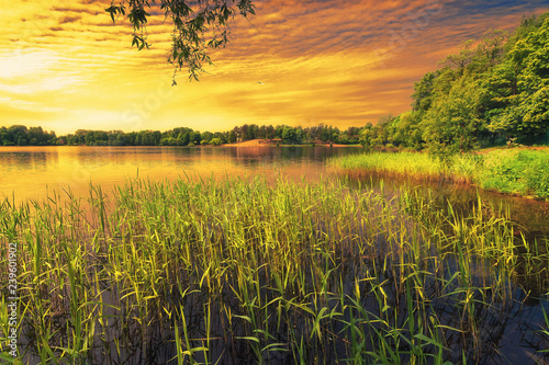 Beautiful landscape with a lake in the park. Grass and trees grow along the lakeside. Colorful sky and bright colors. Suzdal Lake, Ozerki, St. Petersburg, Russia. photo