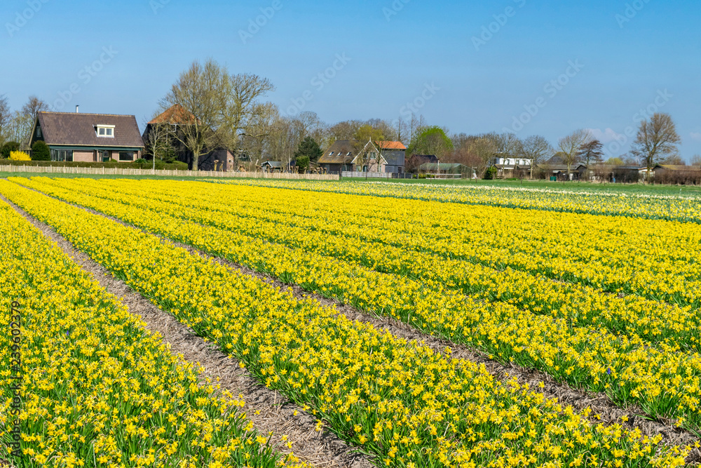 Fields of yellow narcissus in Holland.  Country landscape with flowering meadow. Yellow narcissus. Flower meadow. Cultivation of flower bulbs.