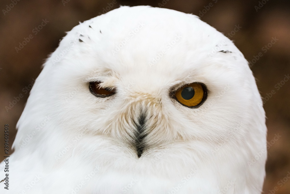 Fototapeta premium Snow owl closeup