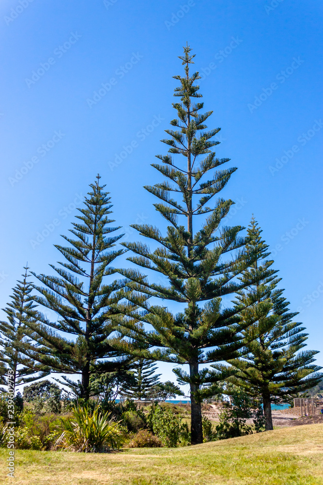 Park in Whangamata, New Zealand. Park in Whangamata, New Zealand.