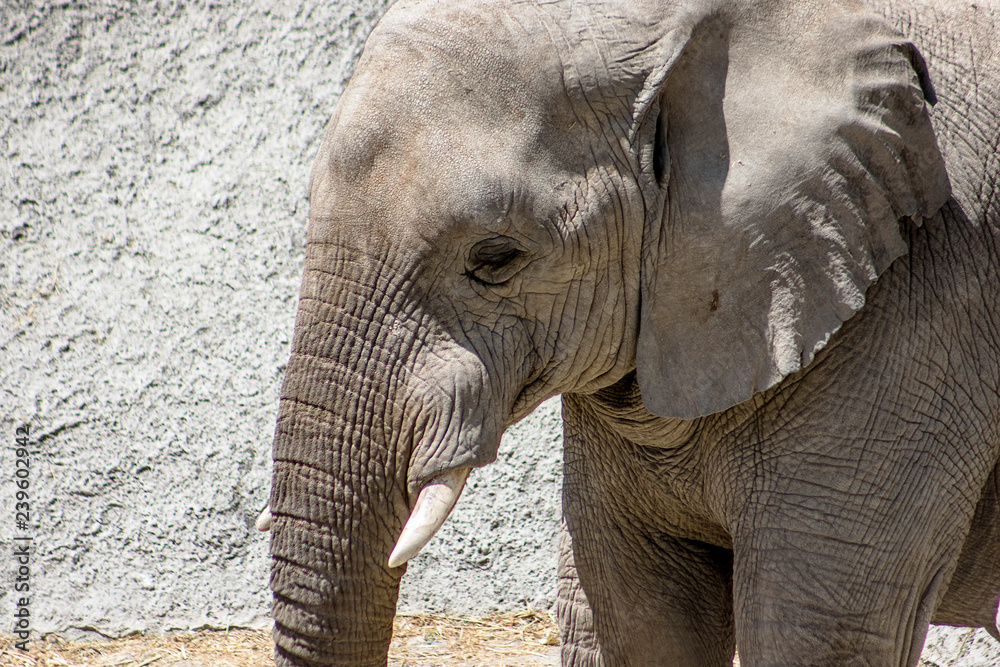 elefante elefante