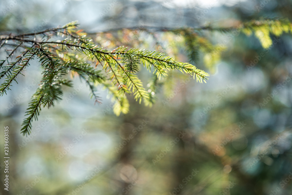 Dew drops on pine leaf in foreground ans selective focus Dew drops on pine leaf in foreground ans selective focus
