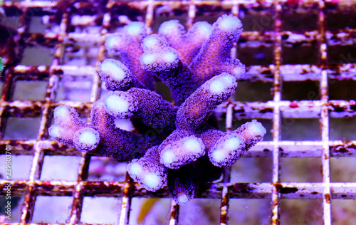 Purple Stylophora Coral 
(Stylophora pistillata)  photo