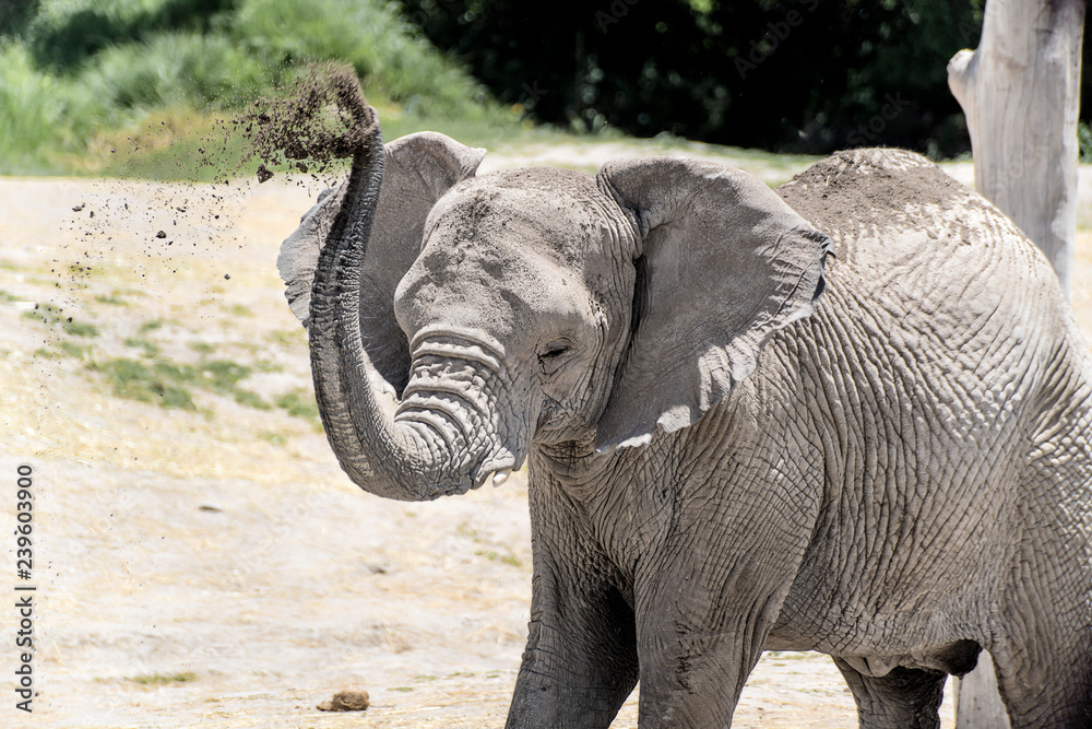 Fototapeta premium elefante