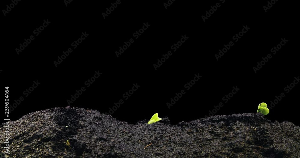 Plants time lapse radish seed  growing out of the earth, makro shot