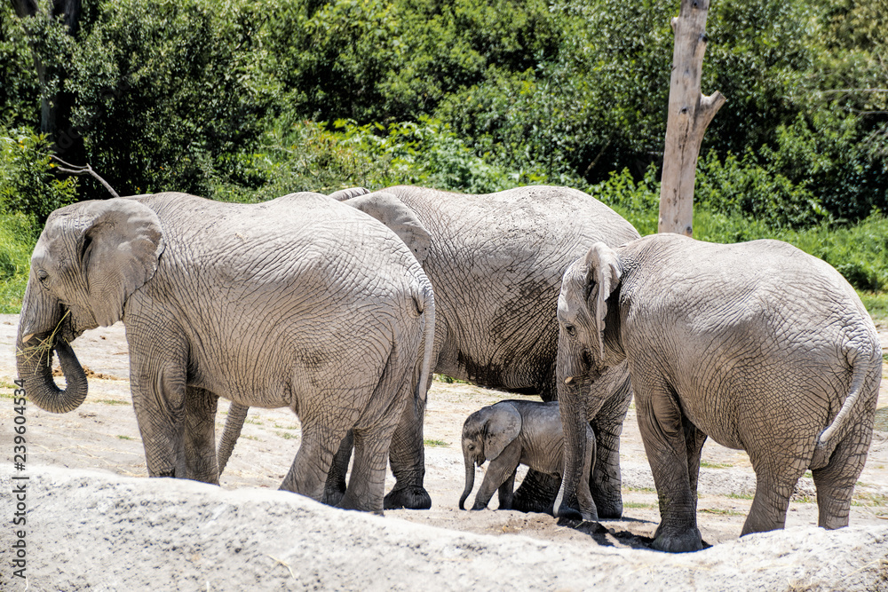 Fototapeta premium elefante
