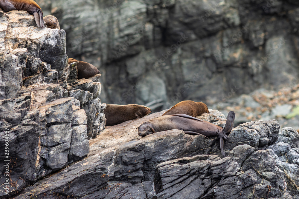 Obraz premium Chanaral Island at Chanaral de Aceituno in Atacama Desert, Chile, is an amazing place for seeing wildlife like the South American Fur Seal, a nice sea lion. Nature and sea life on a wild environment.