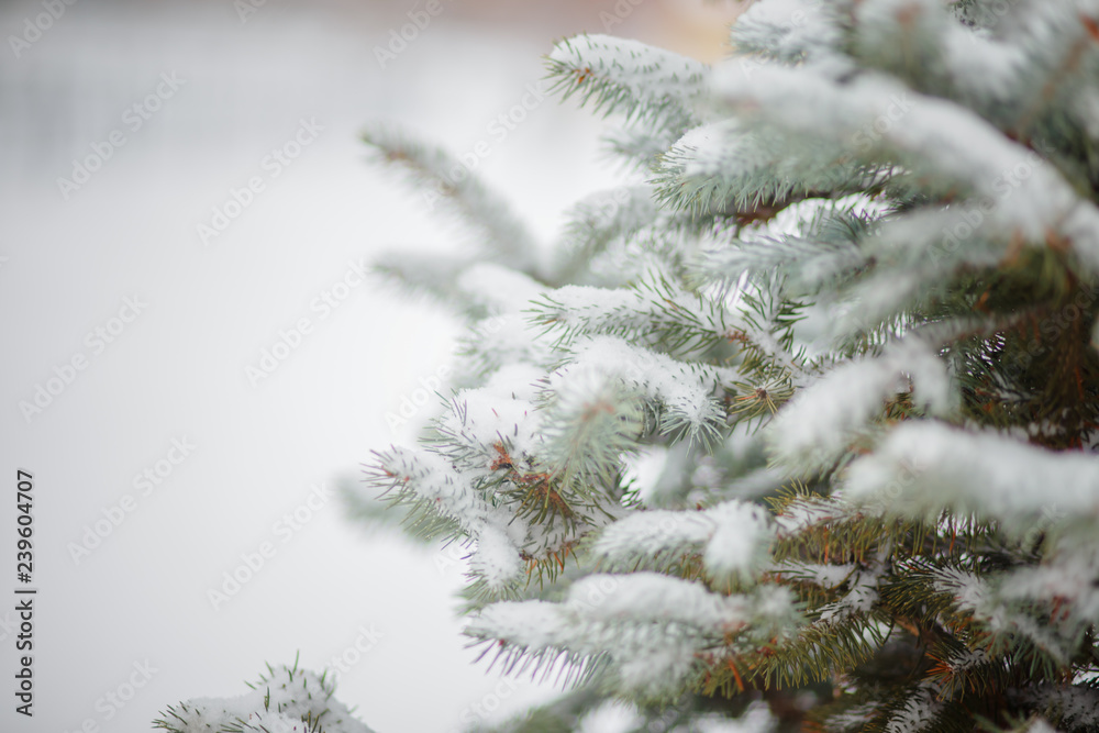 Snow-covered Christmas tree in the city. The landing of young firs. Poaching felling of firs Spruce treated with toxic chemicals. New Year's and Christmas.