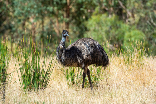 Australia Wild Emu photo