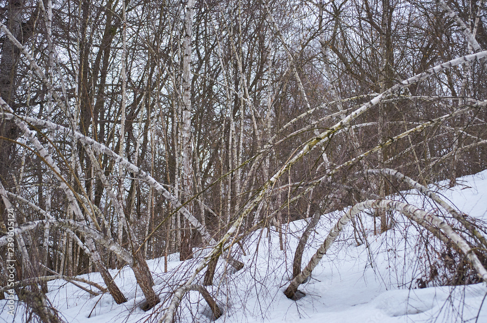 Birch grove in winter. Curved trees from the weather. Forest thicket of trees and shrubs. Cloudy day Ukraine Kiev region. Birch grove in winter. Curved trees from the weather. Forest thicket of trees and shrubs. Cloudy day Ukraine Kiev region.
