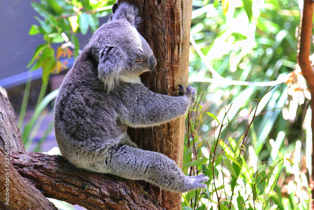 Obraz premium Sydney Australia