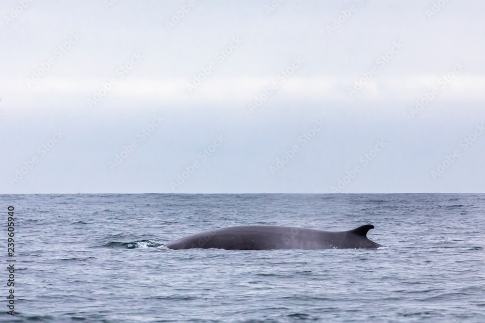 Fin whales swimming in the waters of the Pacific Ocean in front of Atacama Desert at Chile, a nice place for Whale Watching and marine sea life on a wild environment, an amazing place to enjoy nature