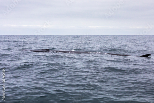 Fin whales swimming in the waters of the Pacific Ocean in front of Atacama Desert at Chile, a nice place for Whale Watching and marine sea life on a wild environment, an amazing place to enjoy nature